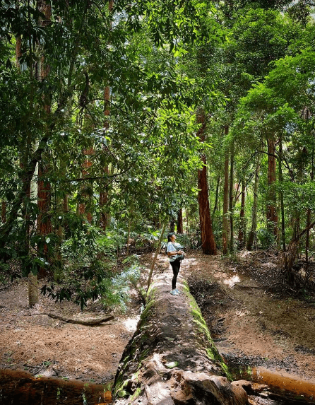 strickland state forest