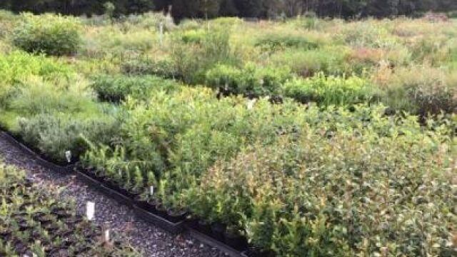 Natives in a nursery 