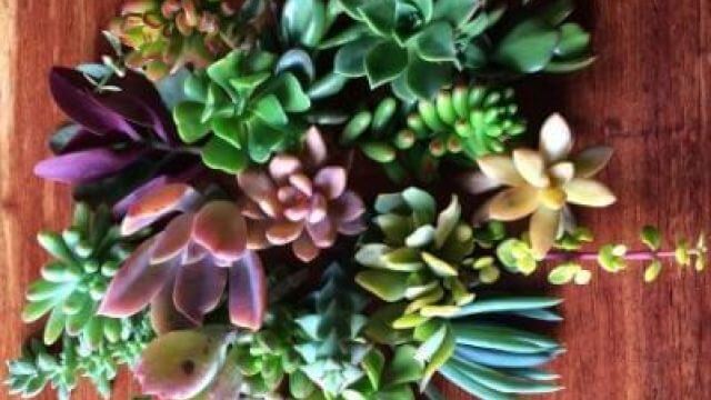 succulents