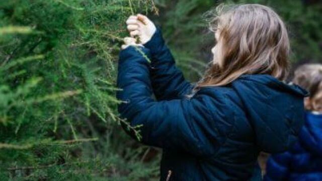 child looking at tree