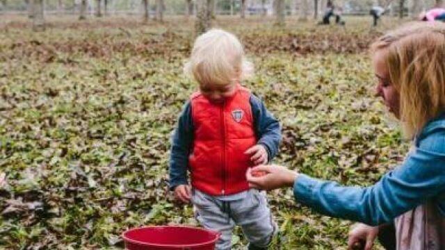 child collecting pecans