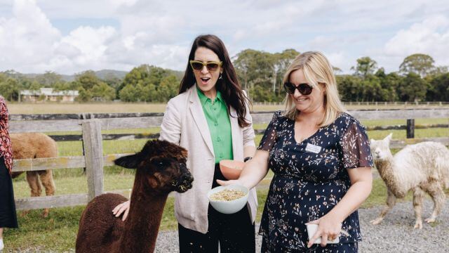 two women hand feeding alpacas