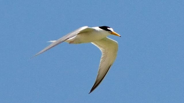 little tern flying in blue sky