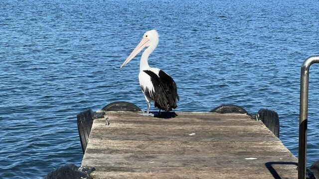 lake-macquarie credit phyllis chestnut 2023