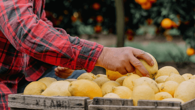 Farmer sorting oranges