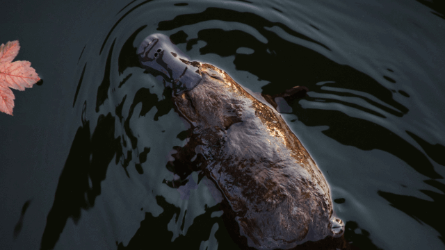 platypus in wyong creek