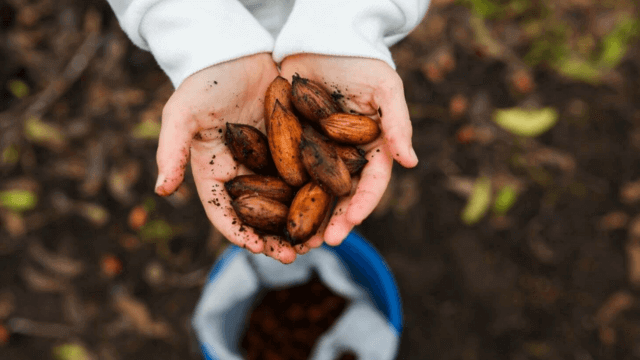 Pecans in childs hands