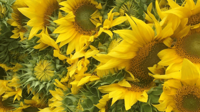 Close up for Sunflowers
