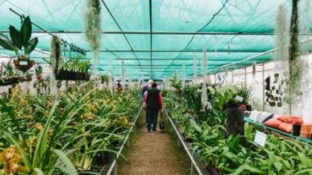 greenhouse