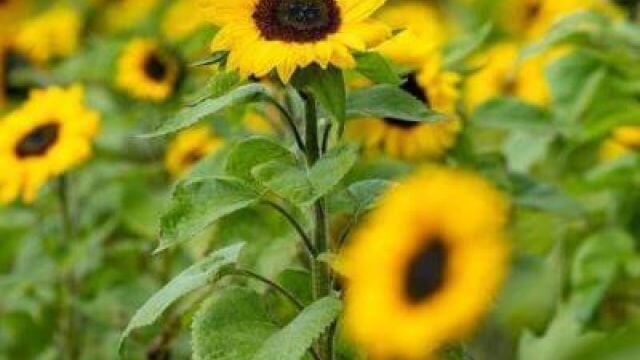 sunflowers