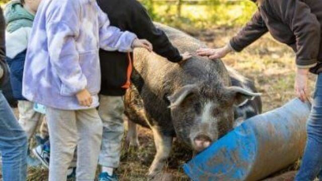 Kids patting pig