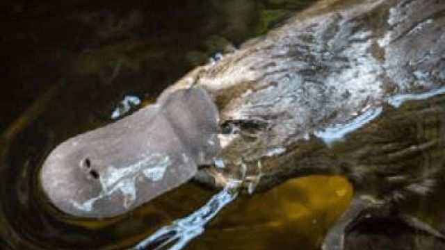 close up of platypus in water