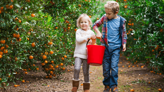 2 children in orange orchard hoding red bucket