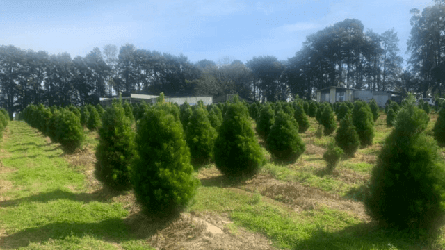 Christmas Tree farm