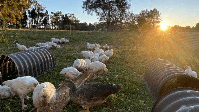 Sunrise over chicken pasture