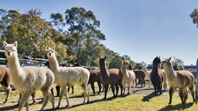 Iris Lodge Alpacas boho picnic