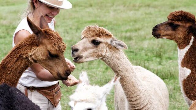 Lady feeding alpacas