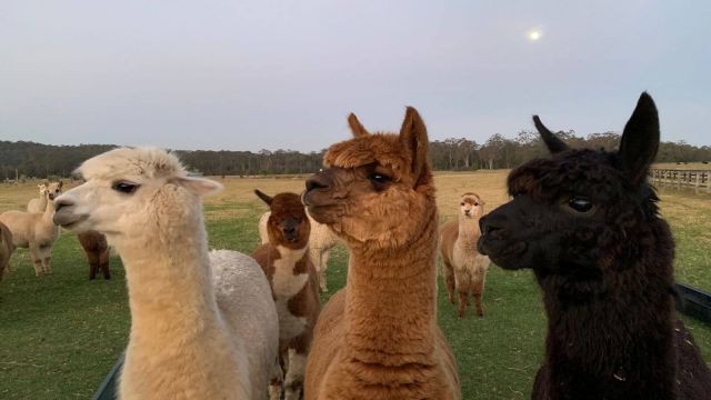 iris lodge alpacas