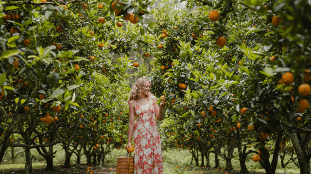 Pick your own oranges - Dooralong 