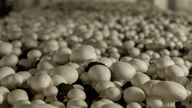 Organic mushroom field