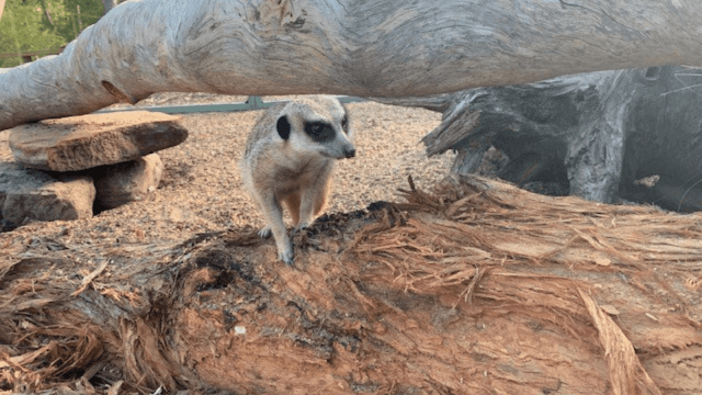 meerkat on log