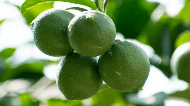 Fresh Limes hanging on a branch