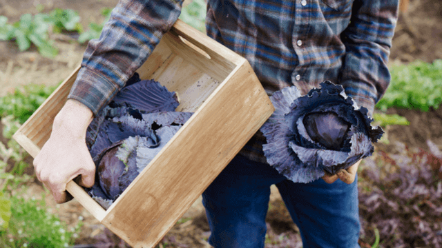 Farm holding crate of purple cabbage