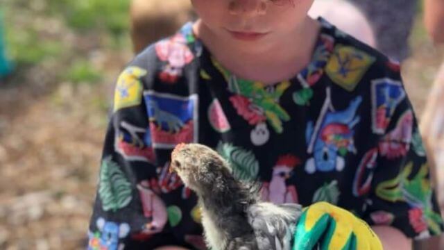 Boy handling a chick at Mustard Seed Farm