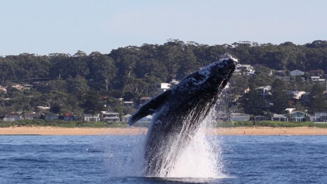 Whale breaching out of the water at Terrigal