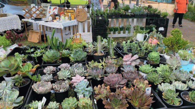 Plants at a market store