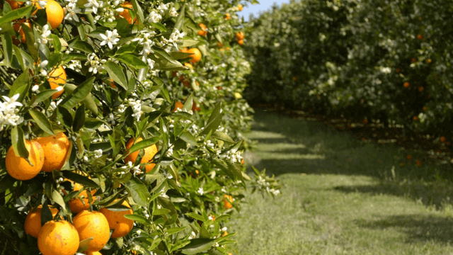 Orange orchard