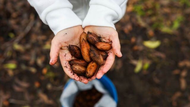 Pecan picking harvest festival 2024 Central Coast