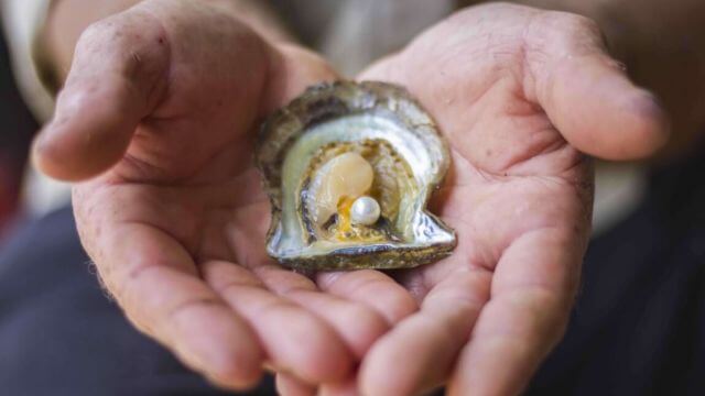 Broken Bay Pearls