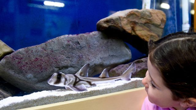 child peering at shark in tank for educational visit