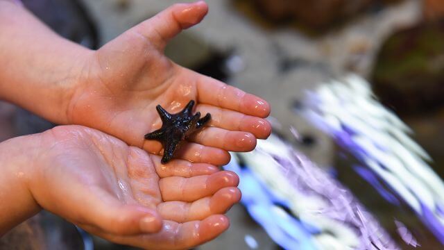 holding a starfish