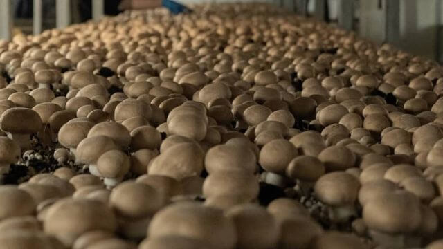 Mushrooms growing in a shed