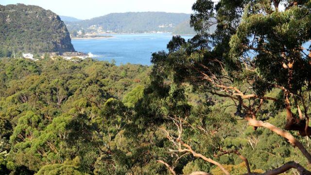 Patonga to Pearl Beach walking track