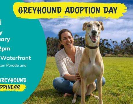 Adopt A Greyhound Gosford Waterfront  Jan 31  