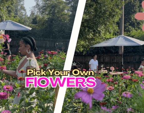 spray free flowers, local flowers, fresh cut flowers, florist, flower arrangements, fresh flowers, seasonal blooms, bouquet delivery, floral design, organic flowers, Central Coast florist, Pick your own flowers, you pick flowers