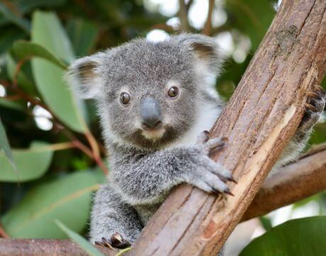 Australian Reptile Park