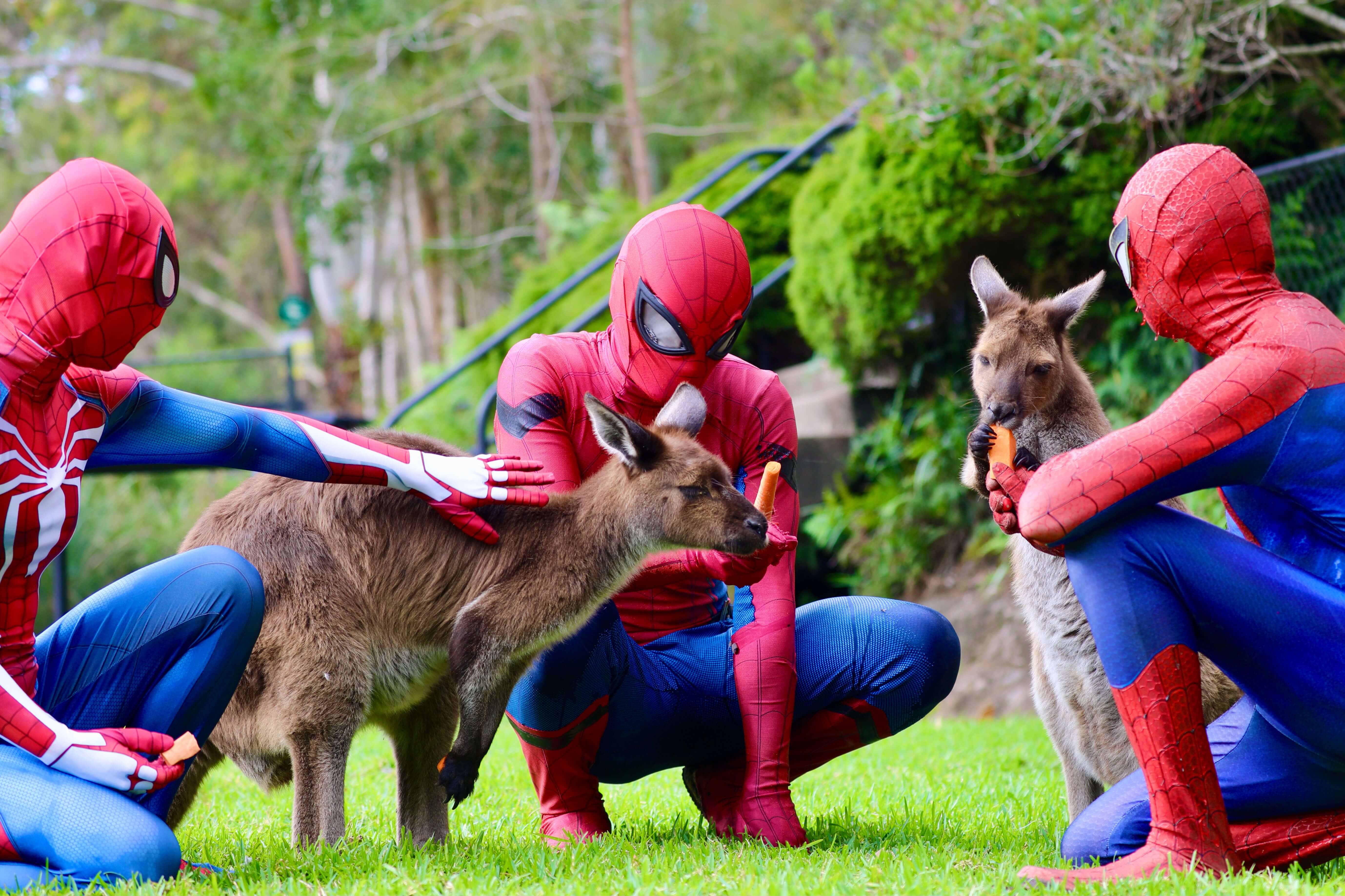 Spidey Superheroes Fun at Australian Reptile Park
