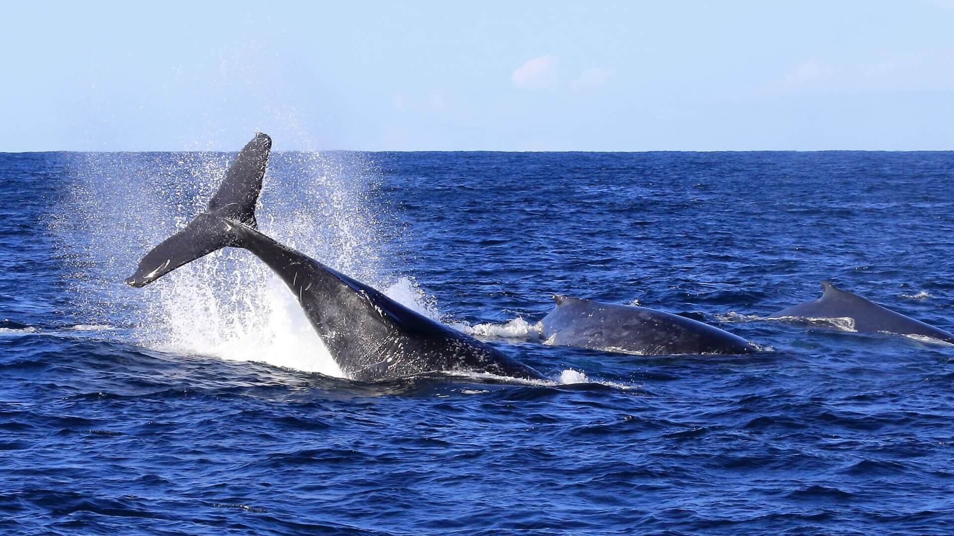 humpback whale breaching