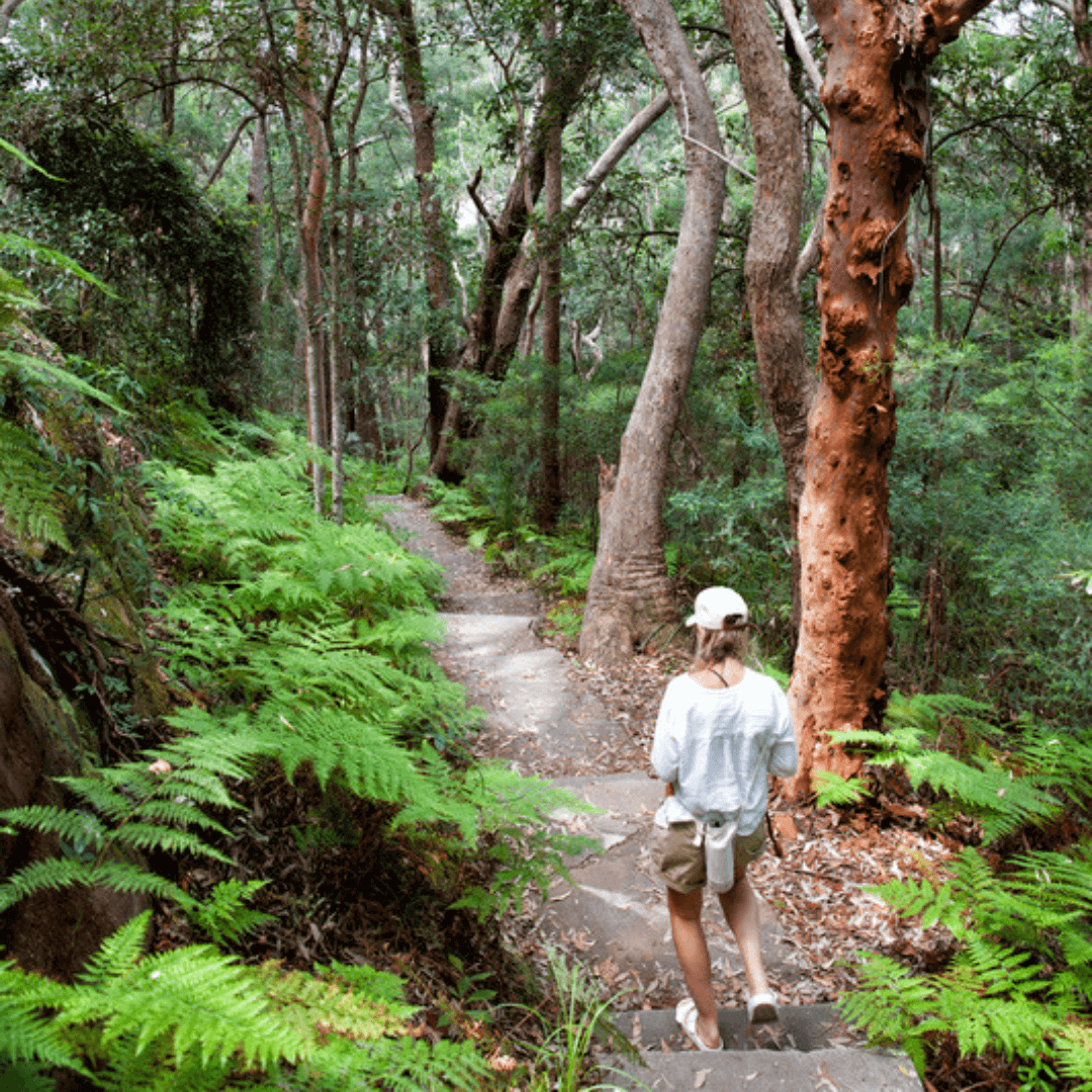 bushwalking the maitland bay track