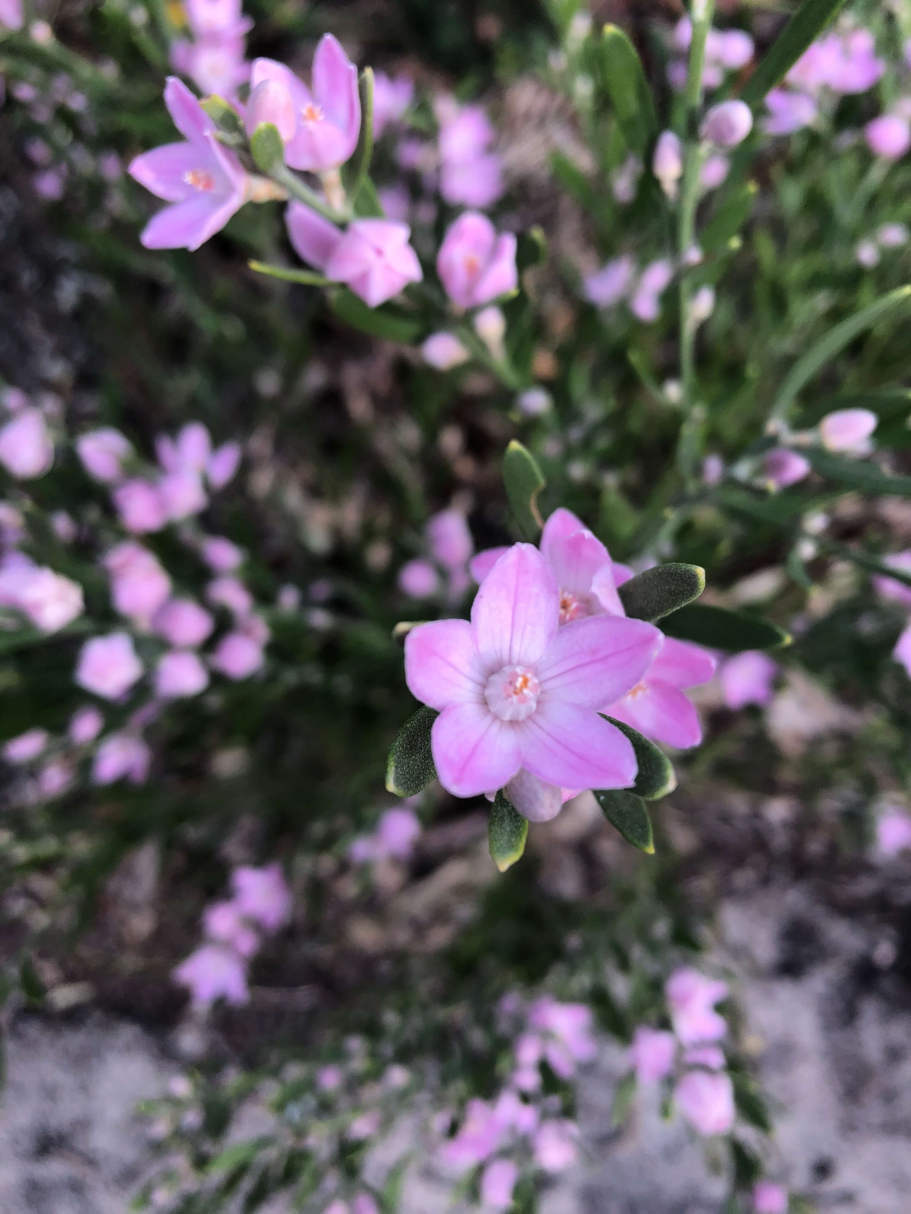 purple wildflower in bouddi national park