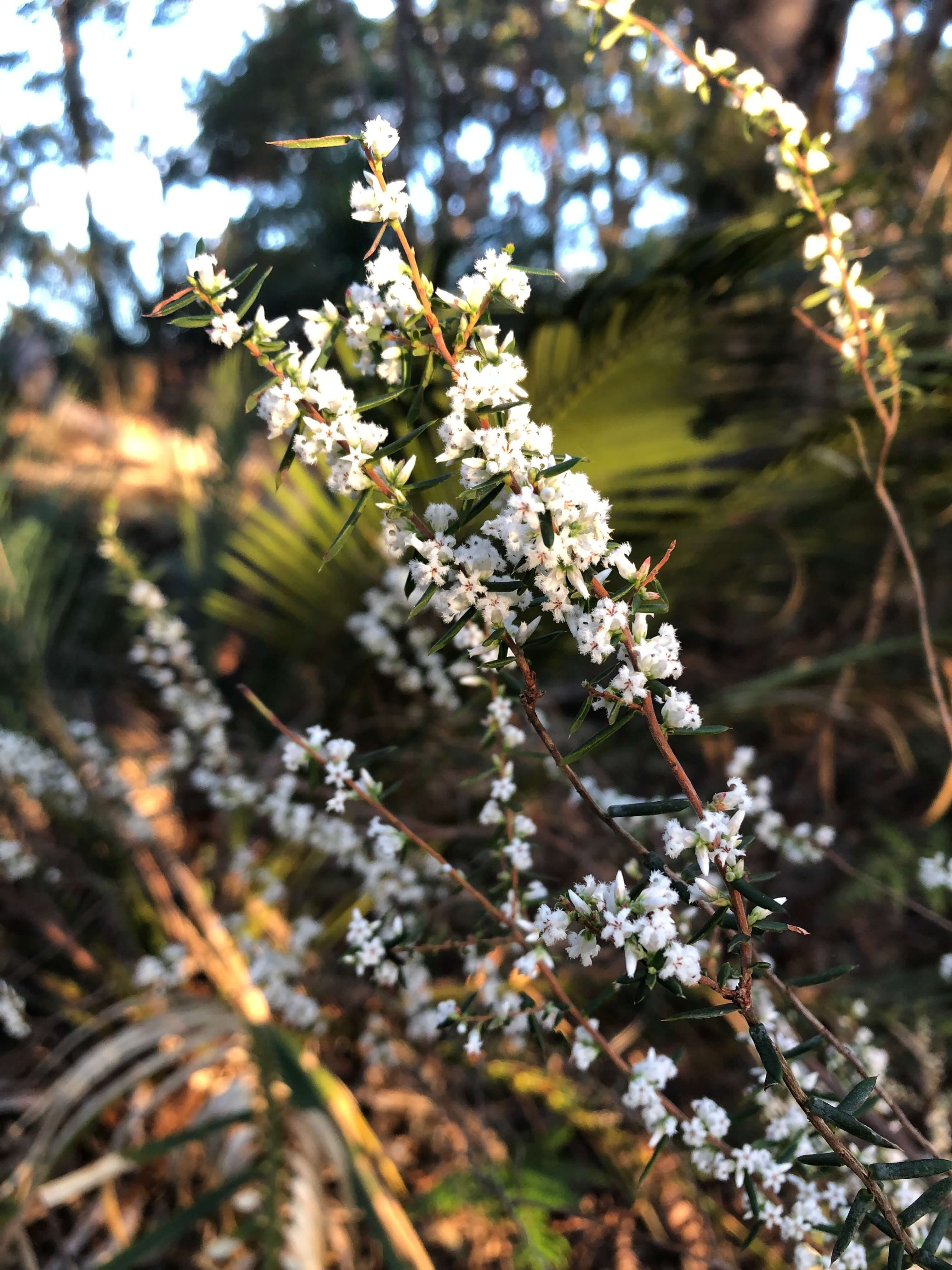 white wildflower in bouddi national park