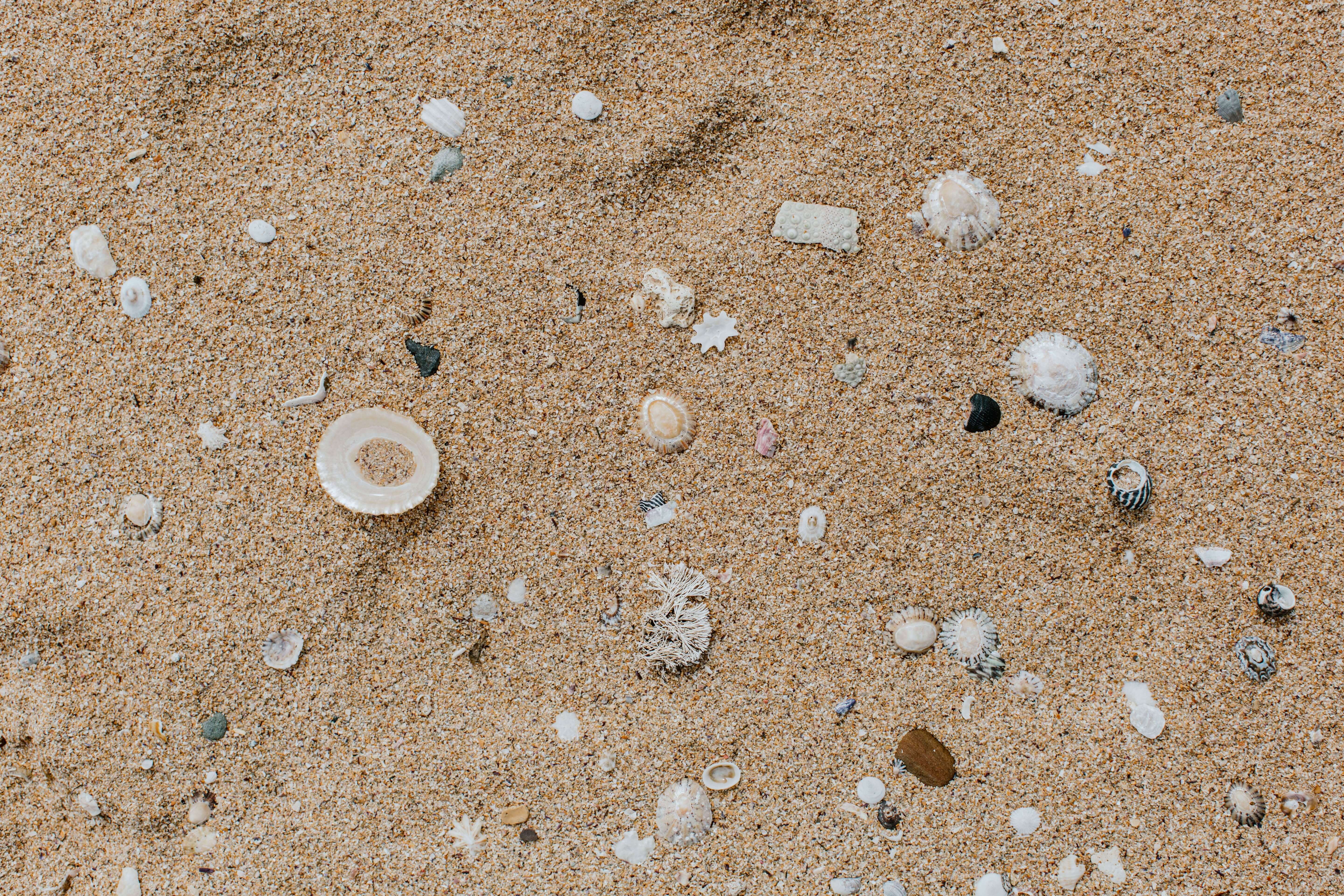 scattered sea shells on sand