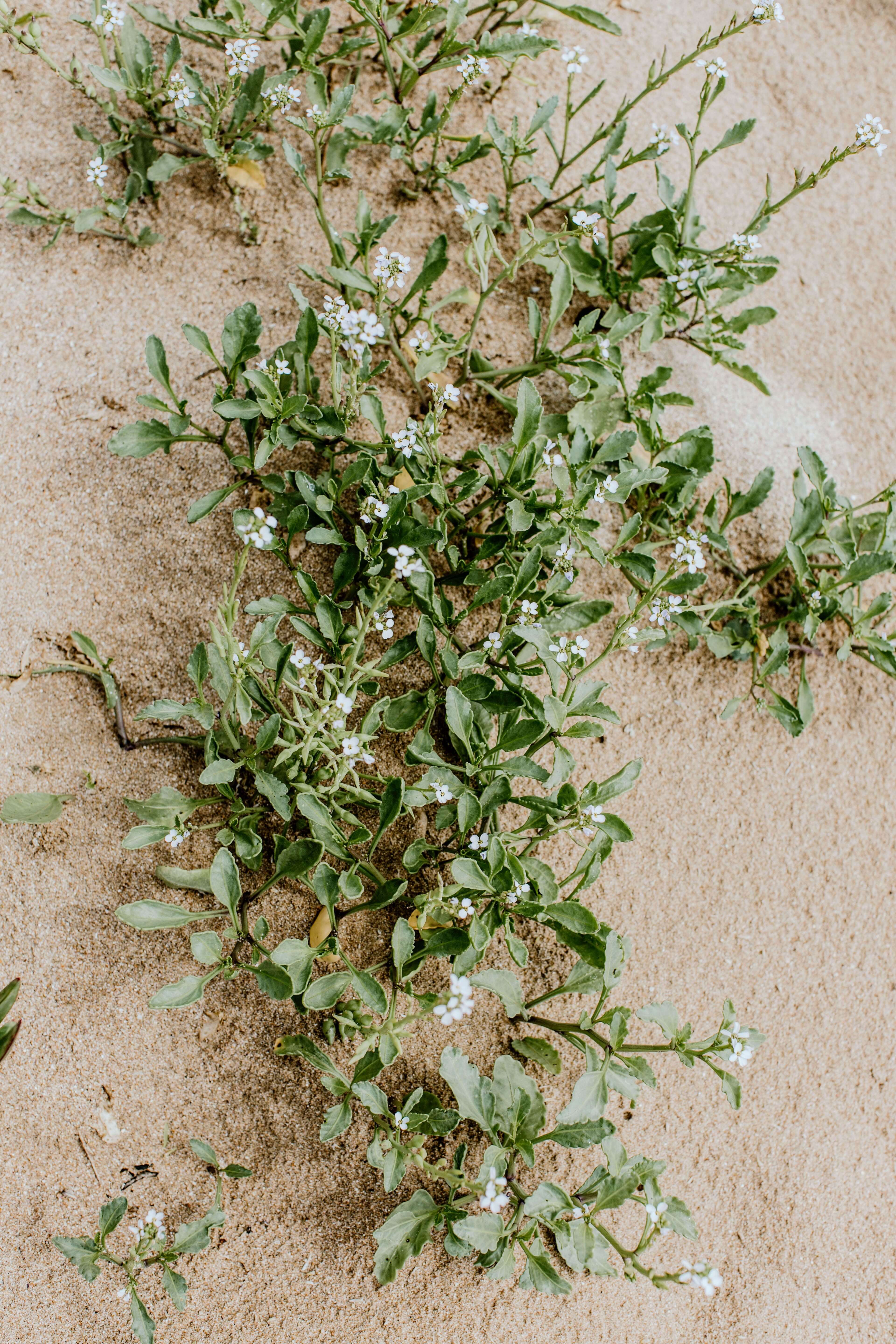 sea grass woven into sand dune