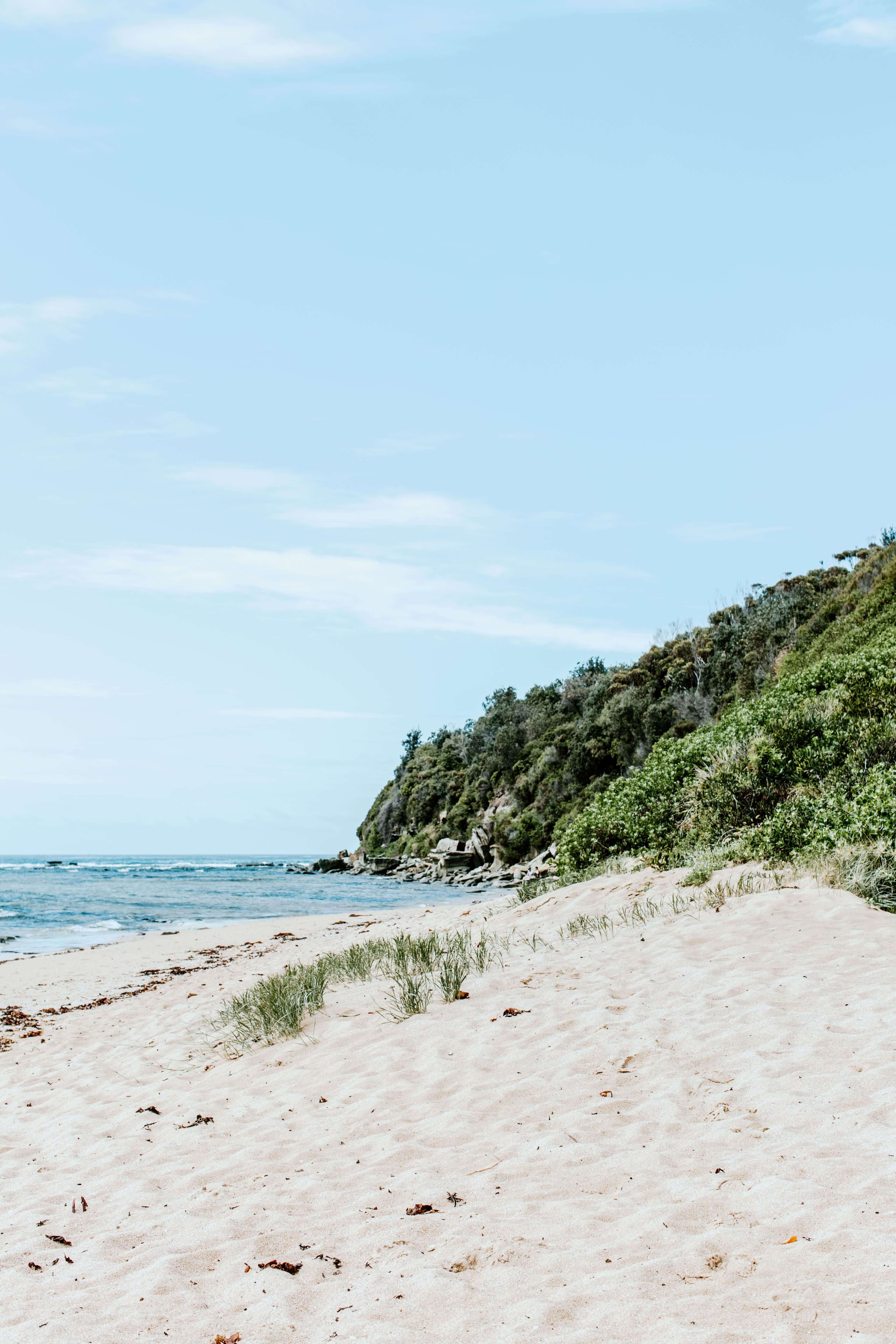 white sandy beach meets green wild coastal bushland