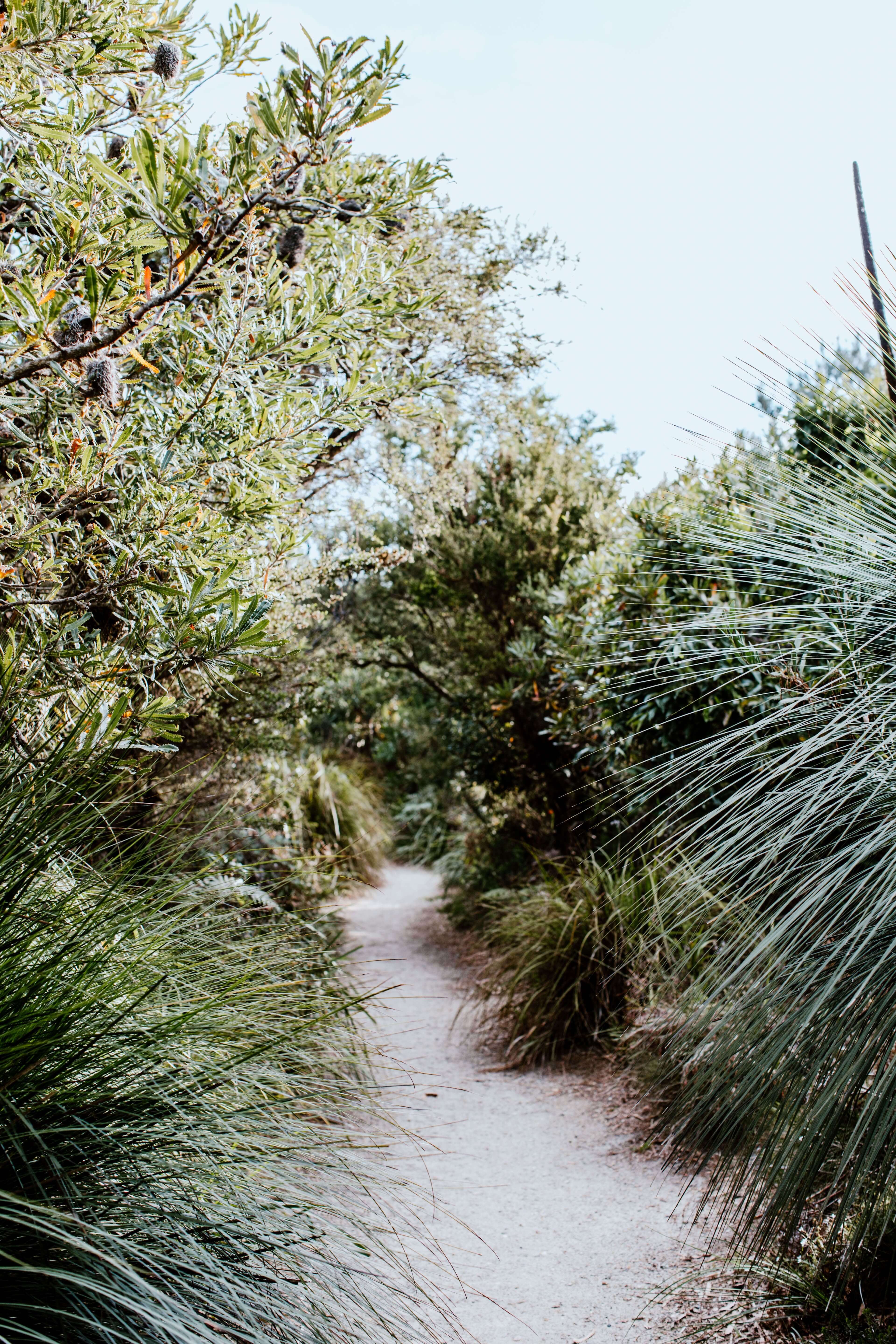 sandy pathway surrounded by native flora