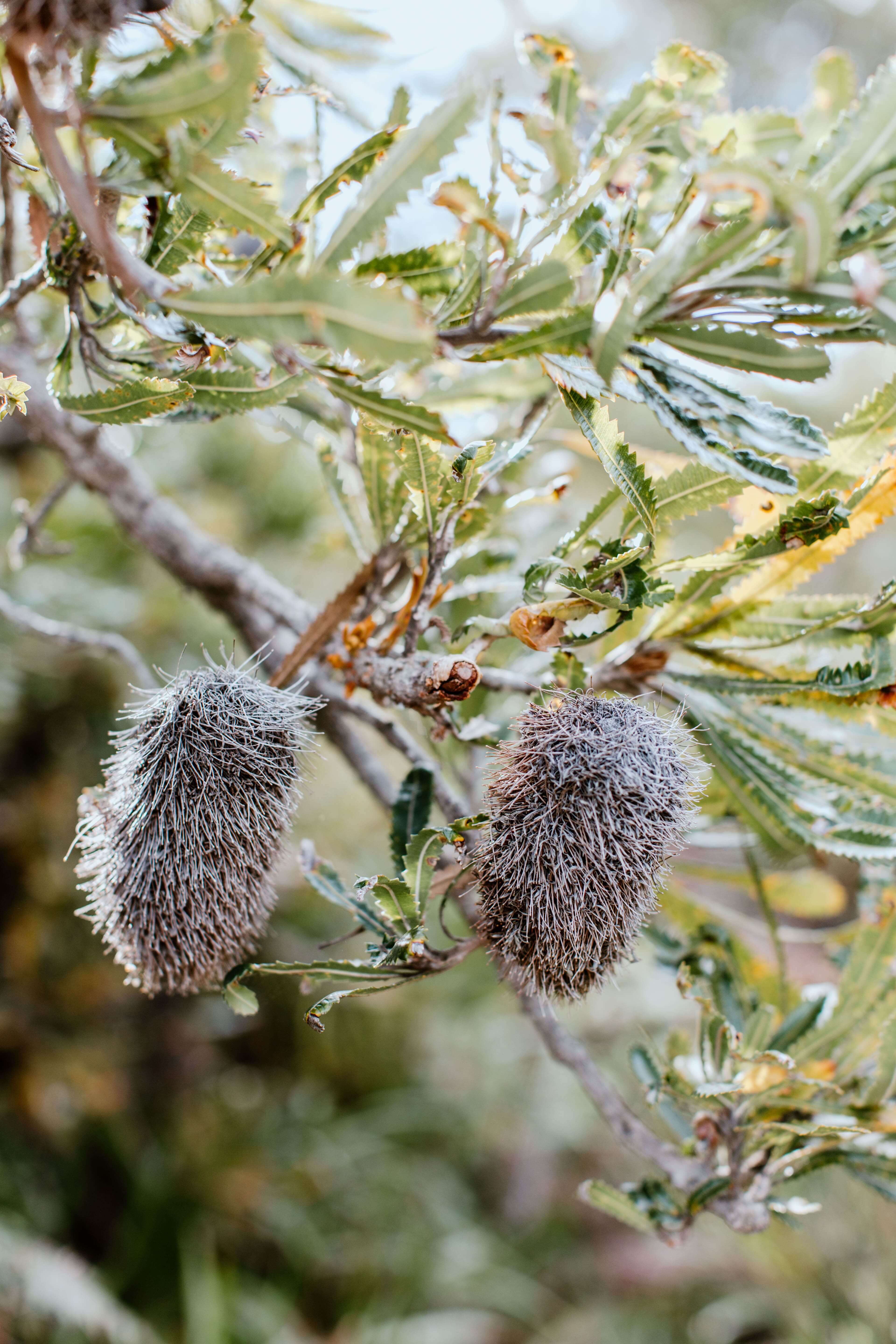 native banksia trees